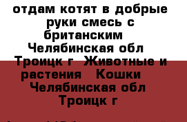 отдам котят в добрые руки,смесь с британским. - Челябинская обл., Троицк г. Животные и растения » Кошки   . Челябинская обл.,Троицк г.